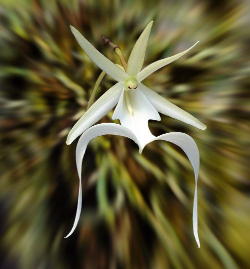 Ghost Orchid